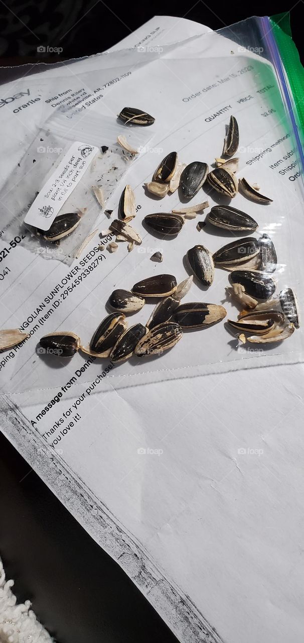 🌻Broken sunflower seeds. Some of these will be soaked, sprout & then planted in garden. Mammoth flower heads to feed birds.🌻