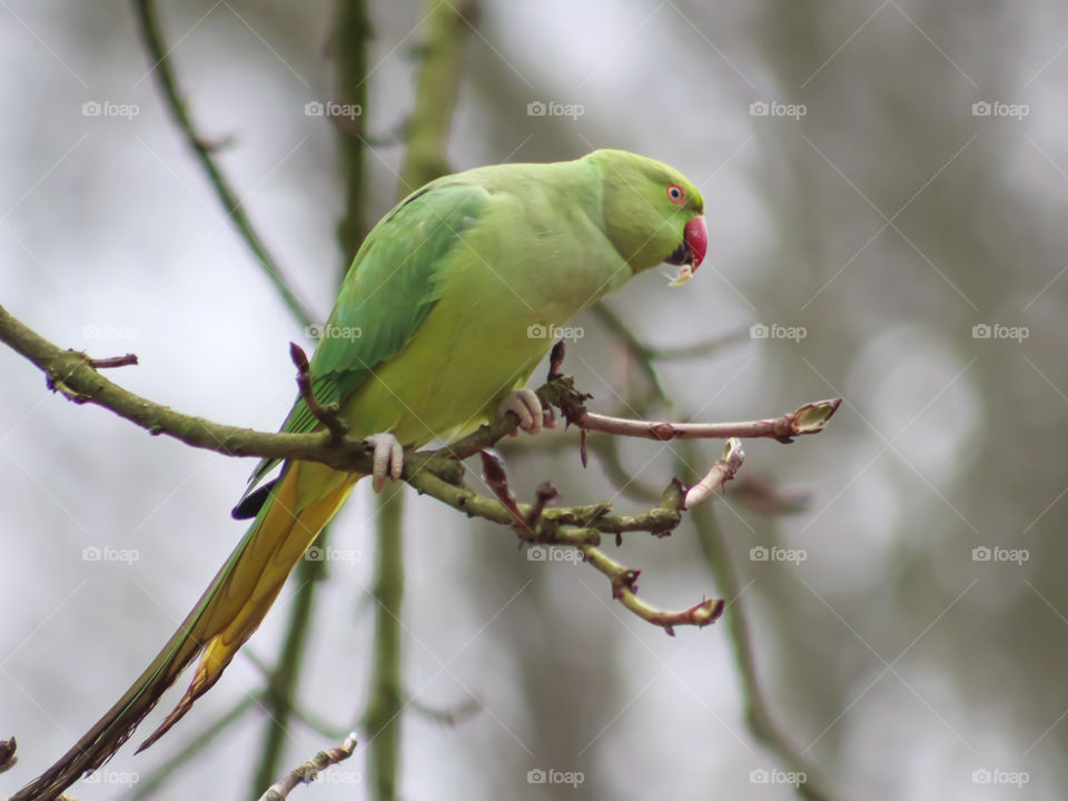 Parrot on branches