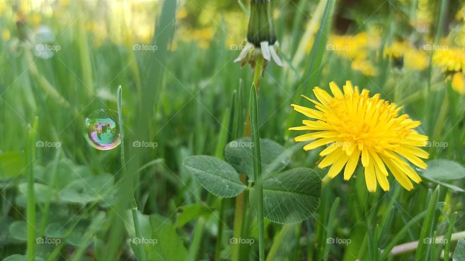 dandelions in the grass