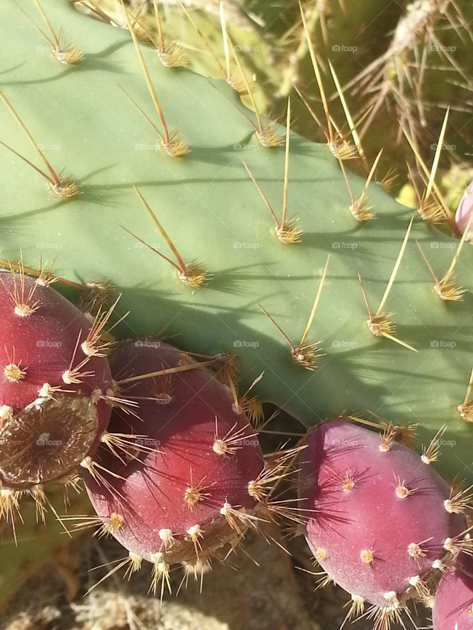 detailed cactus