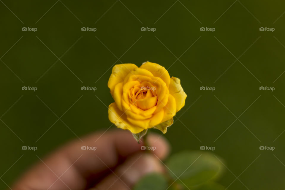 yellow flower