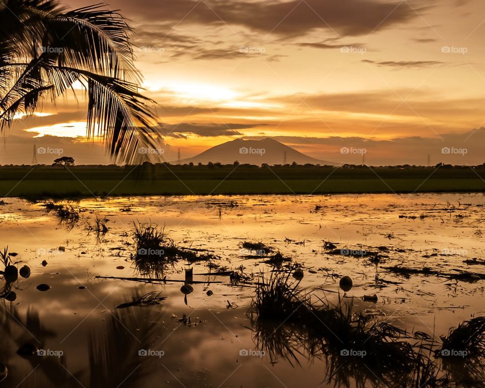 Golden Hour at the Rice fields during Crop Season