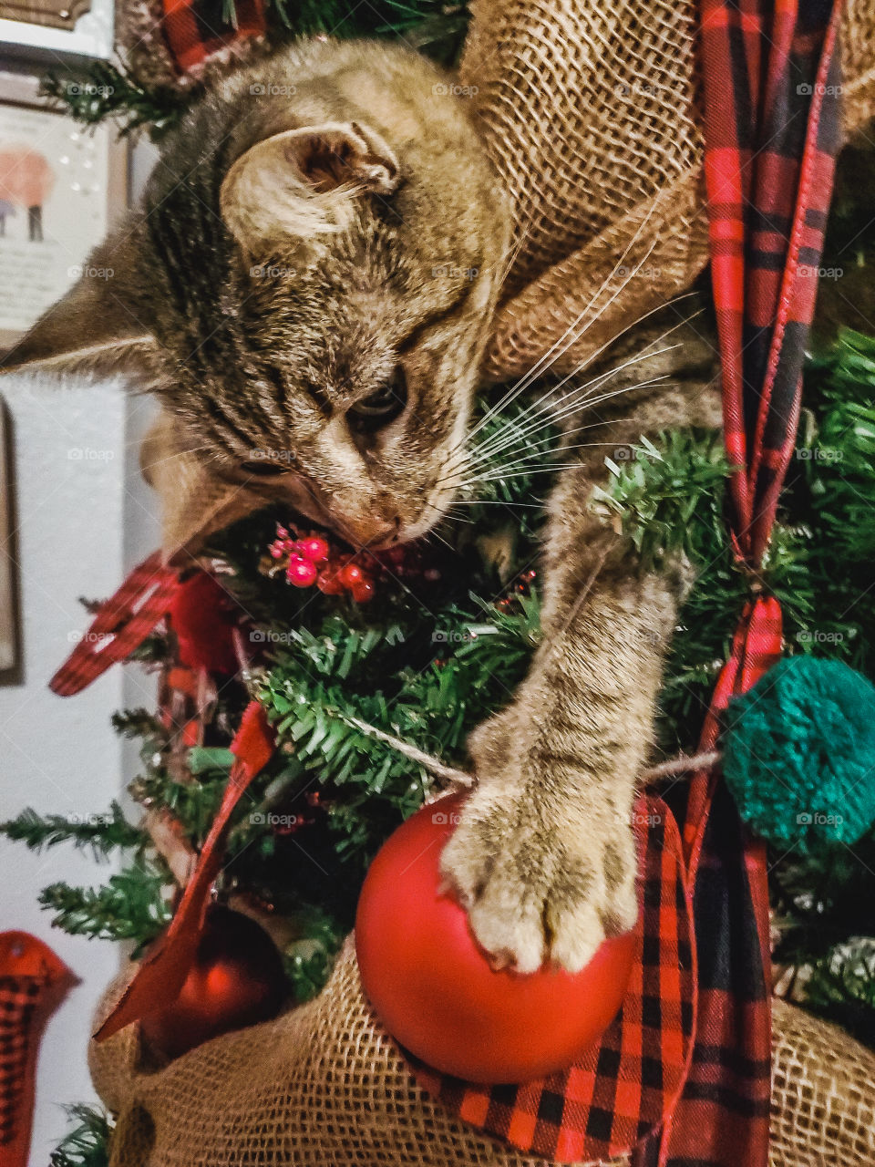 Mischievous tabby cat caught red handed! He managed to climb five feet up the Christmas tree to try to get this specific red glass ornament.