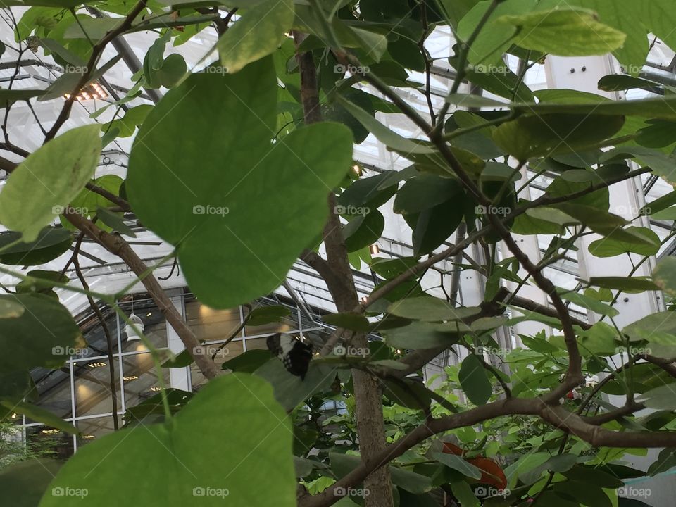 Hiding Black Butterfly and Beautiful Foliage.