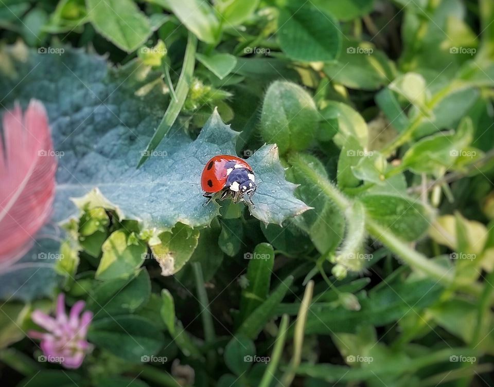 Red Ladybug on a Dark Green Leaf in a Green Pasture near a Cardinal Feather and a Purple Flower