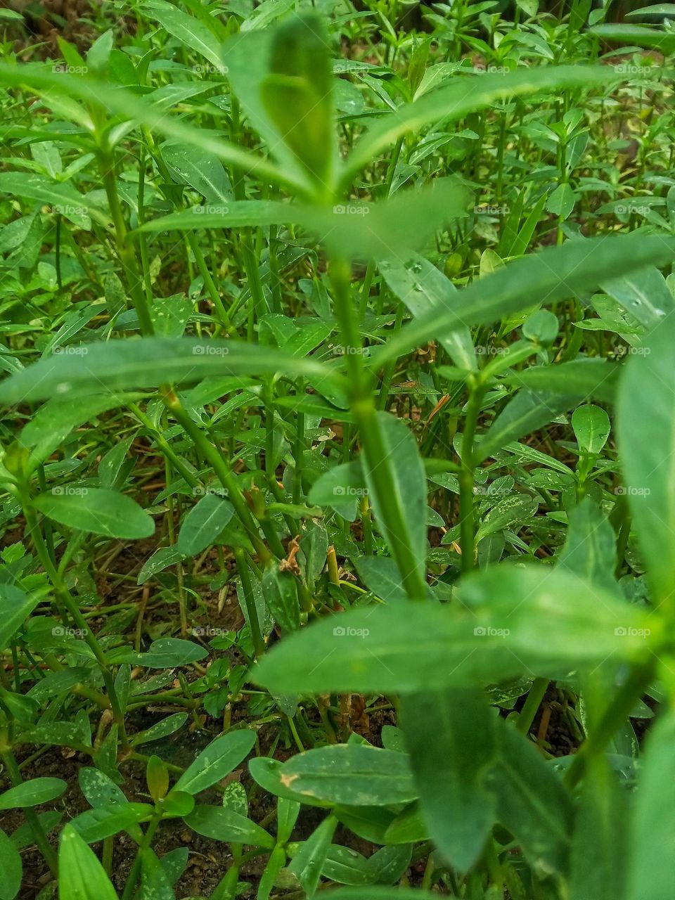 mukunnuwenna plants in our garden