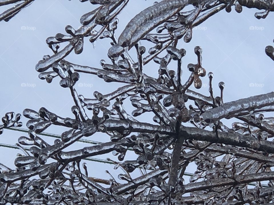 Tree branches encased in ice