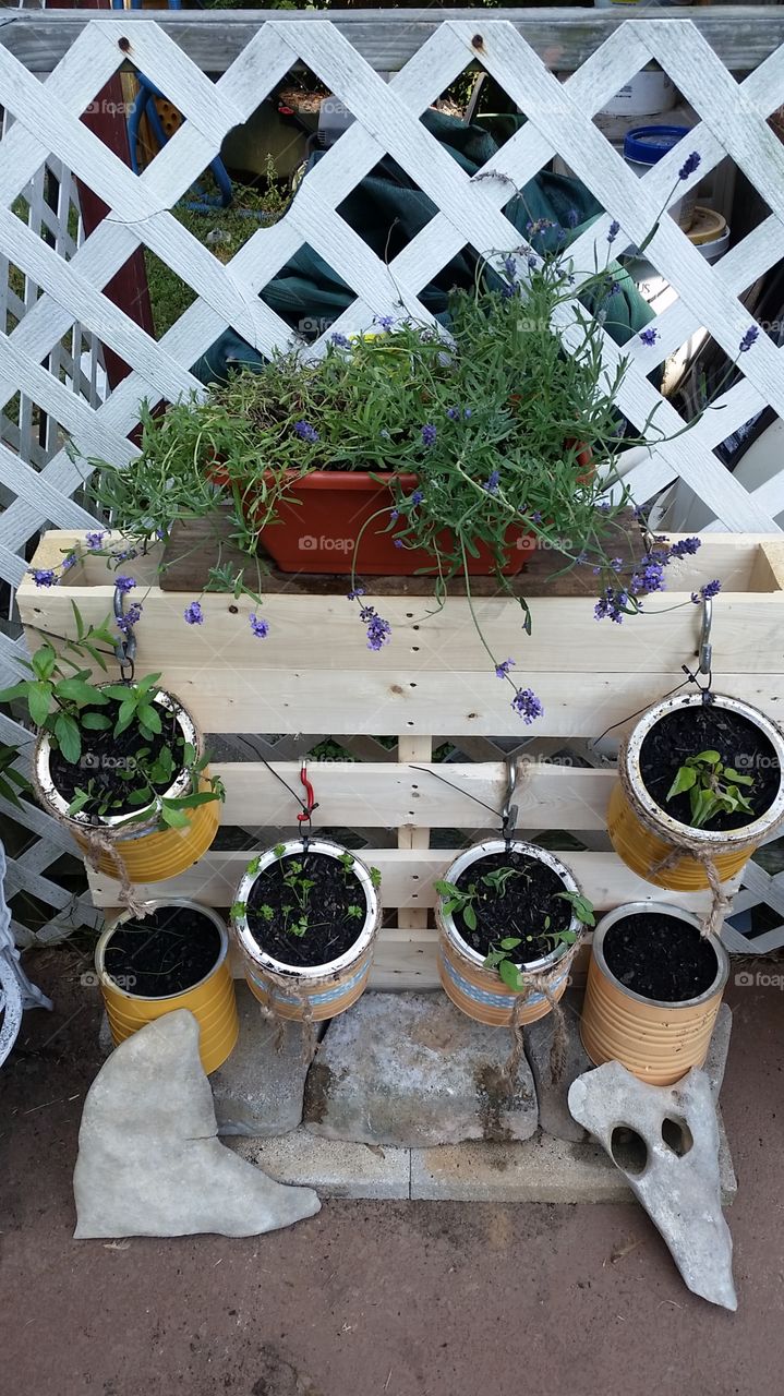 Rustic herb garden