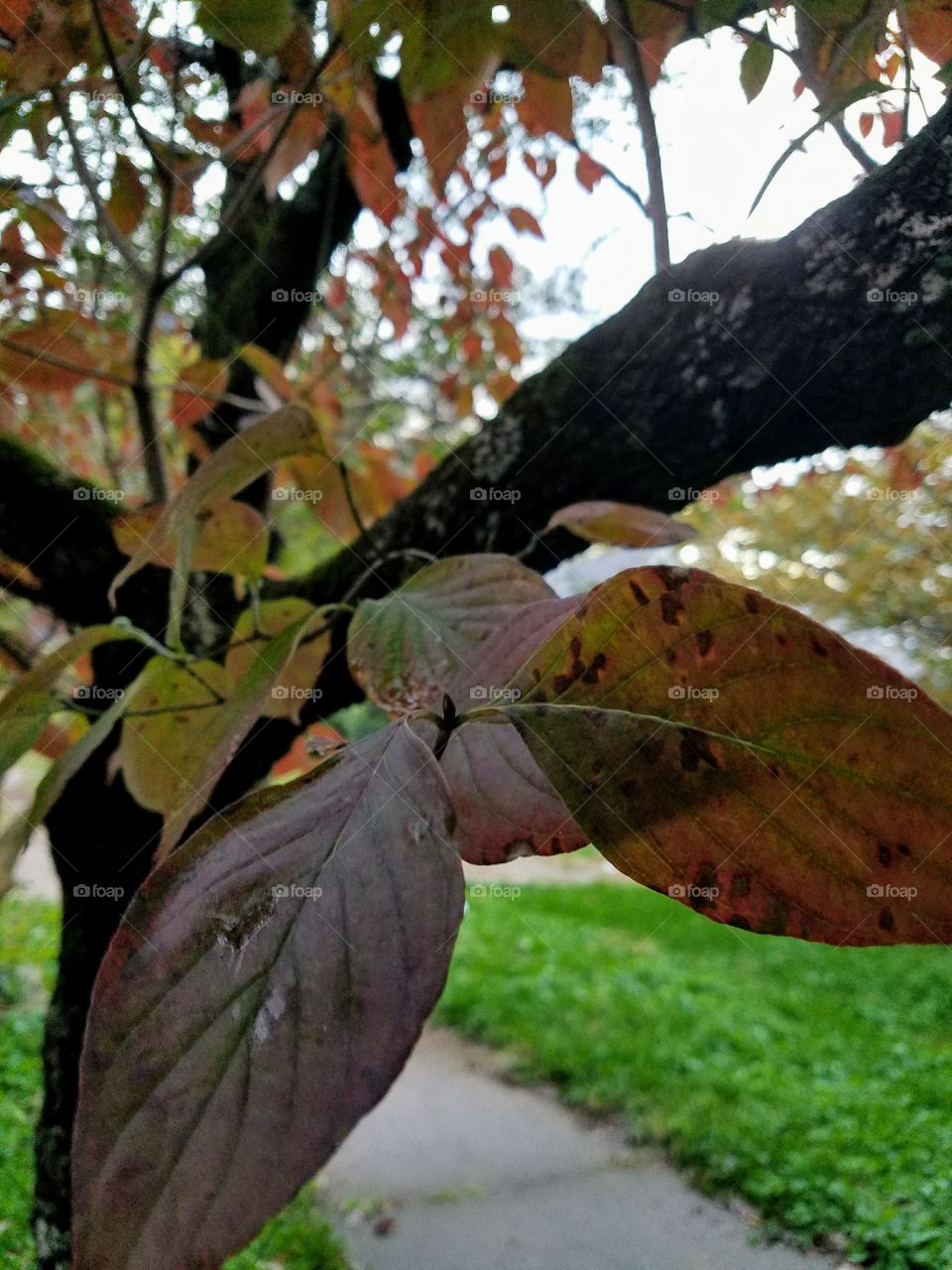 leaves