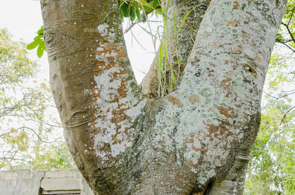 Lichen On Tree