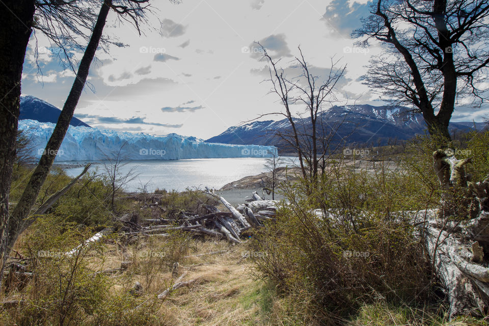 forest behind glacier on winter