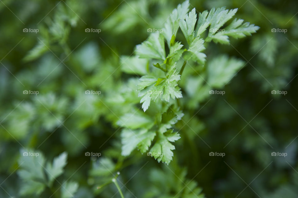 Close-up of green plant