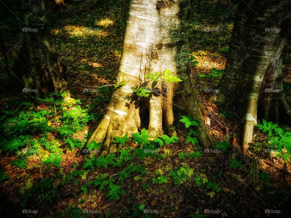 Green plant flower beauty nature greens outdoor