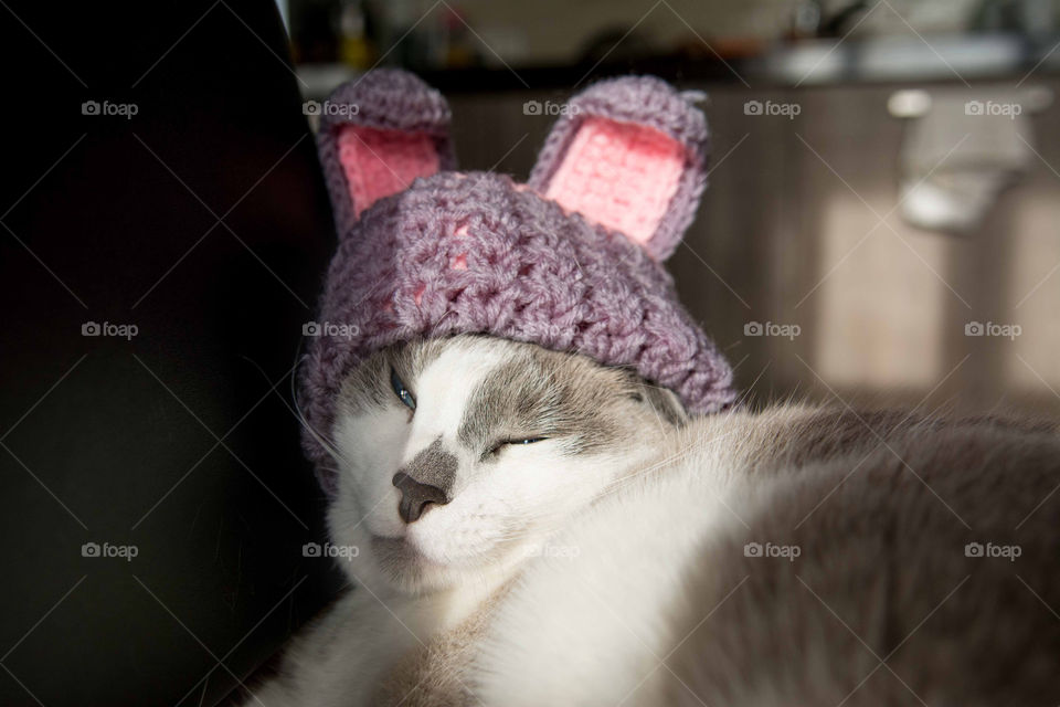 Tima is laying on a chair in a funny hat