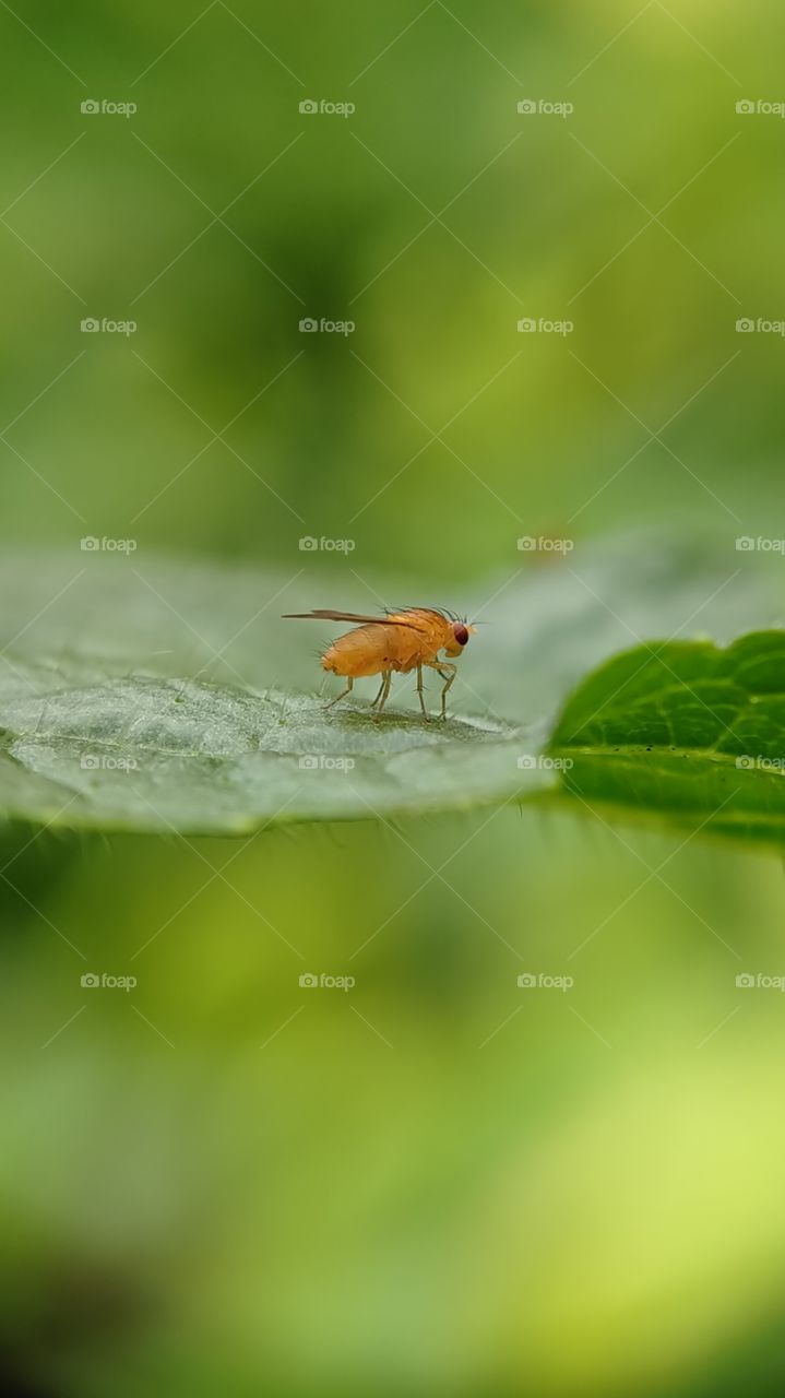 Two milimeters Drosophila melanogaster, a fruit fly is resting on the leaf.