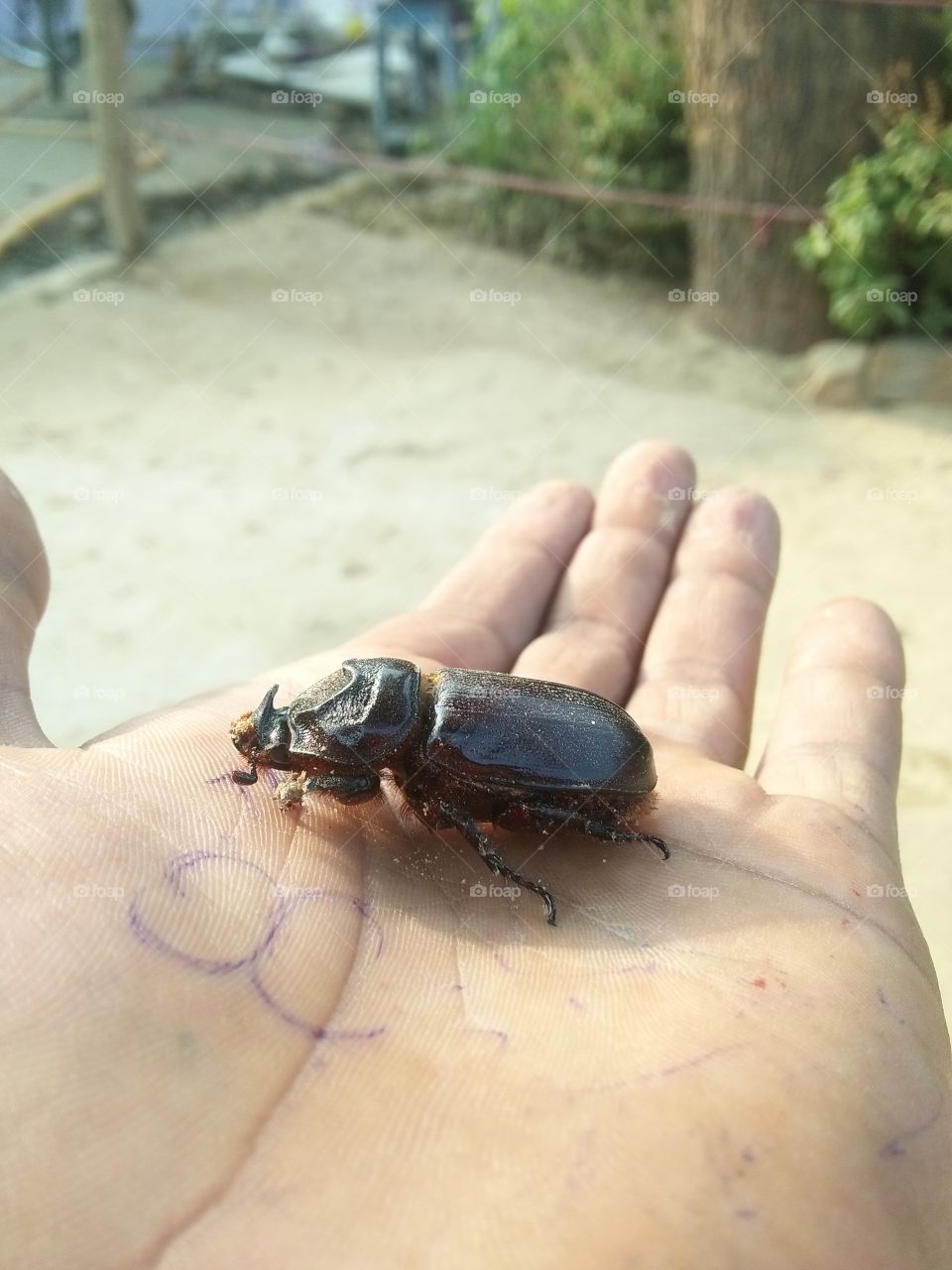a big insect