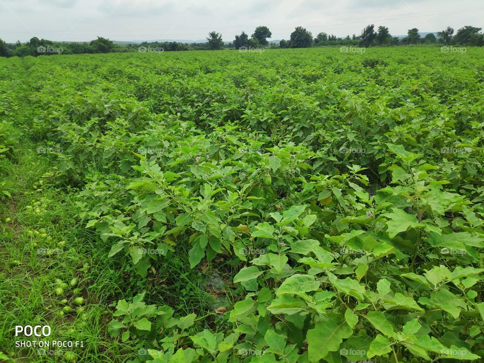 A plant's of brinjal crops