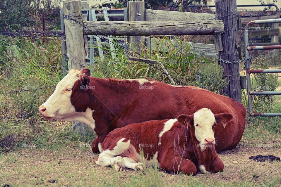Mom and baby cow laying down together 