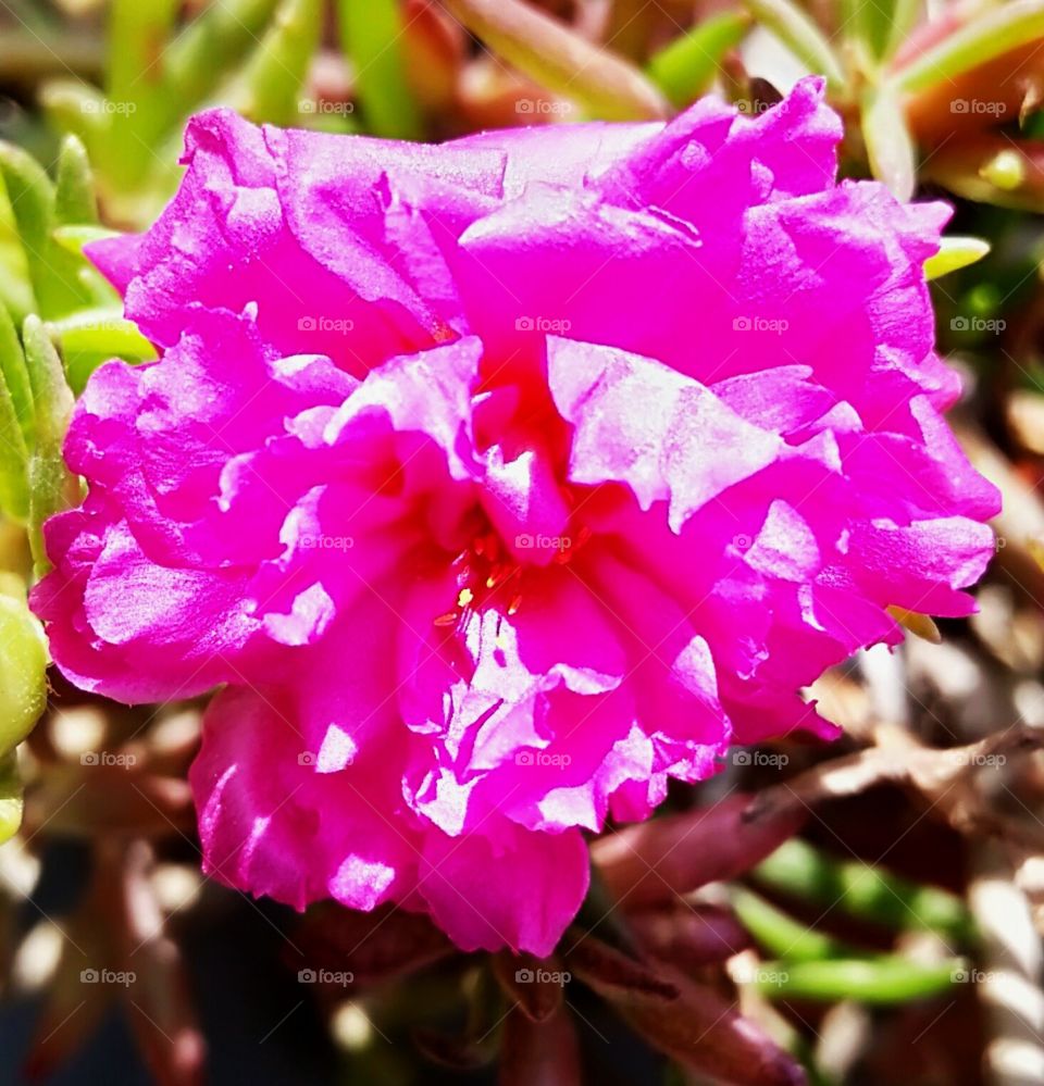 pink flower