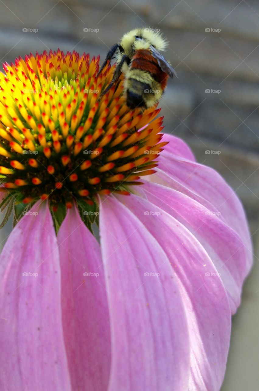 Tricolor Bumblebee on Purple Cone Flower