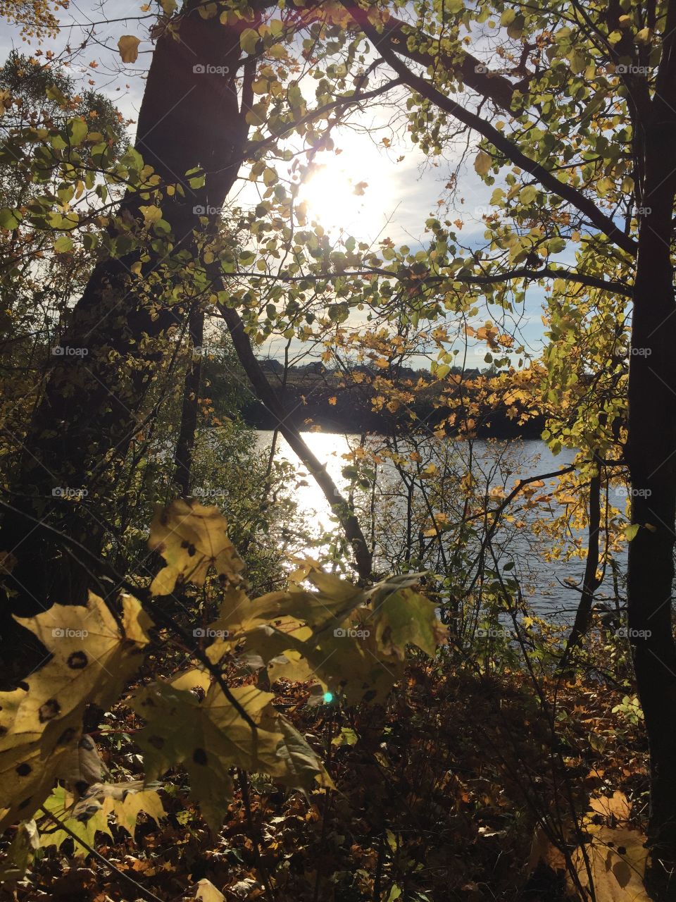 Autumn leaves float quietly down
And form a carpet on the ground.
But when those leaves are stepped upon,
Listen for the crackling sound.