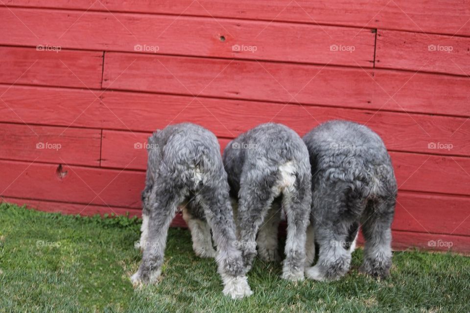 Sheepdog butts