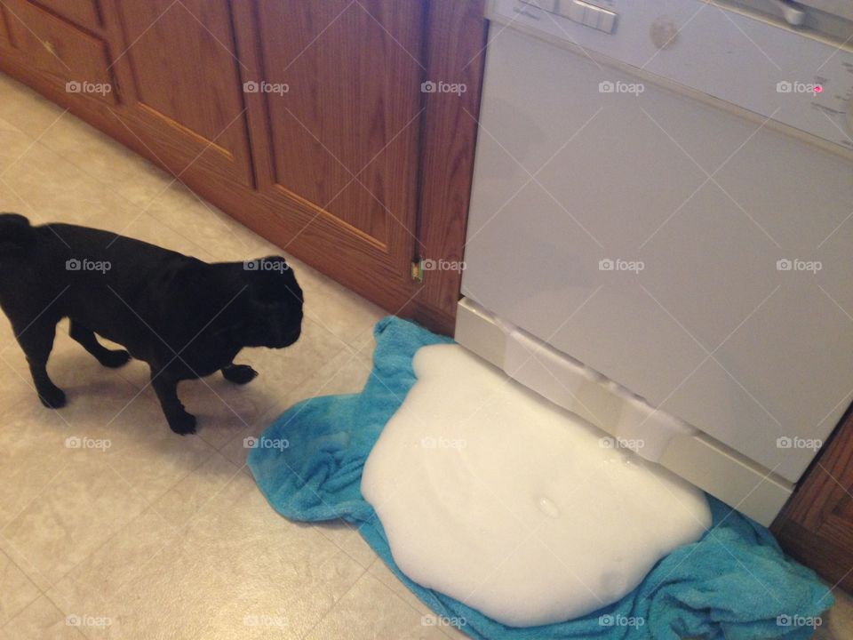 Decisions, stay and help? Or flee!