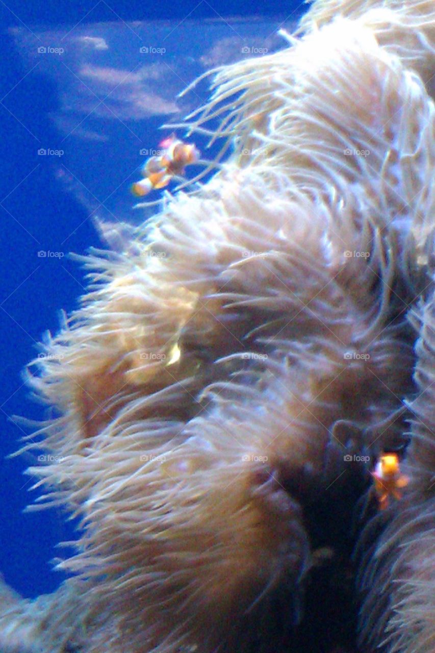 Clowning around. Clown fish in a sea anemone 