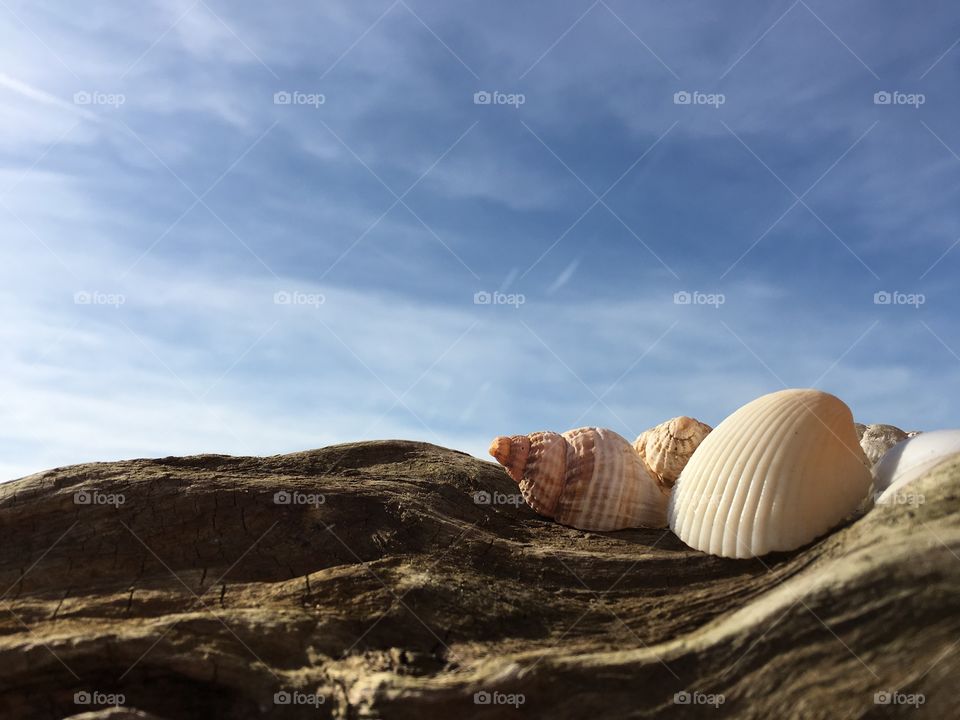 Seashells on driftwood