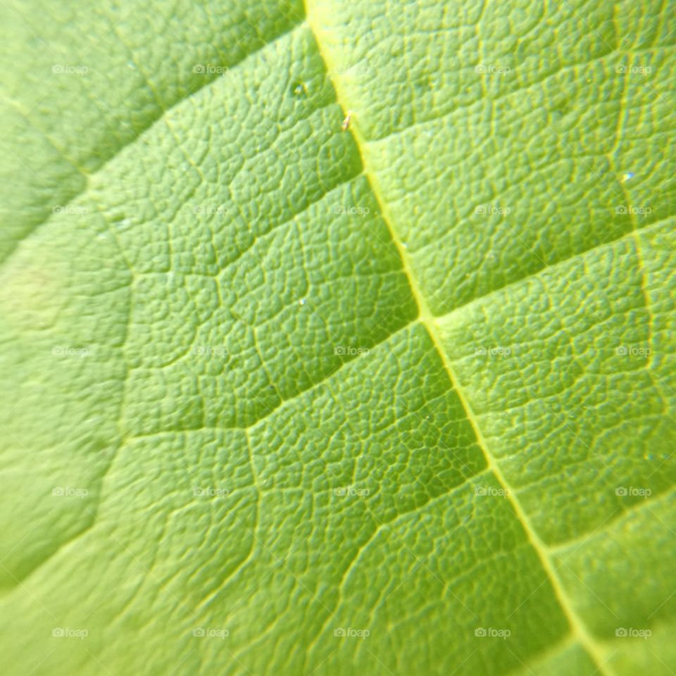 Macro shot of green leaf