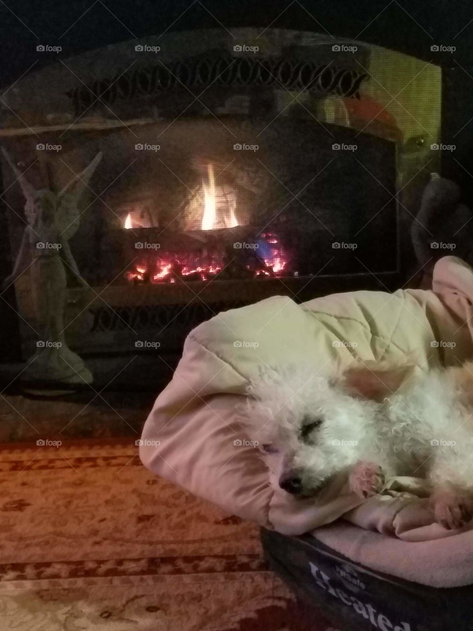 Sleeping dog in his bed in front of evening fireplace burning.