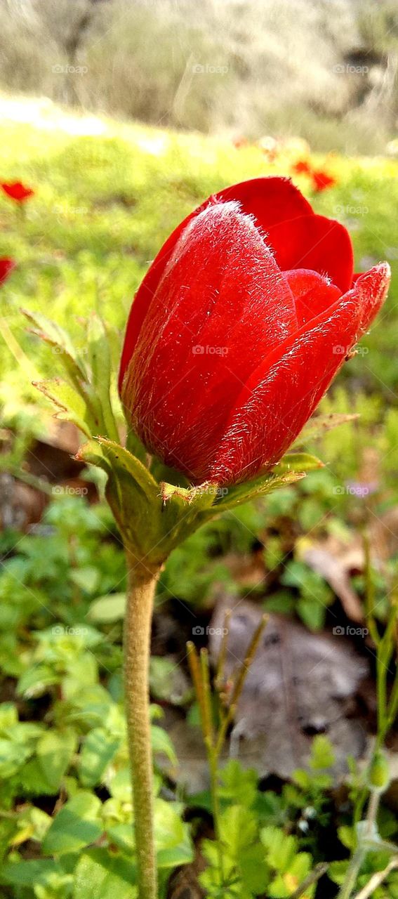 Anemone coronaria macro shot