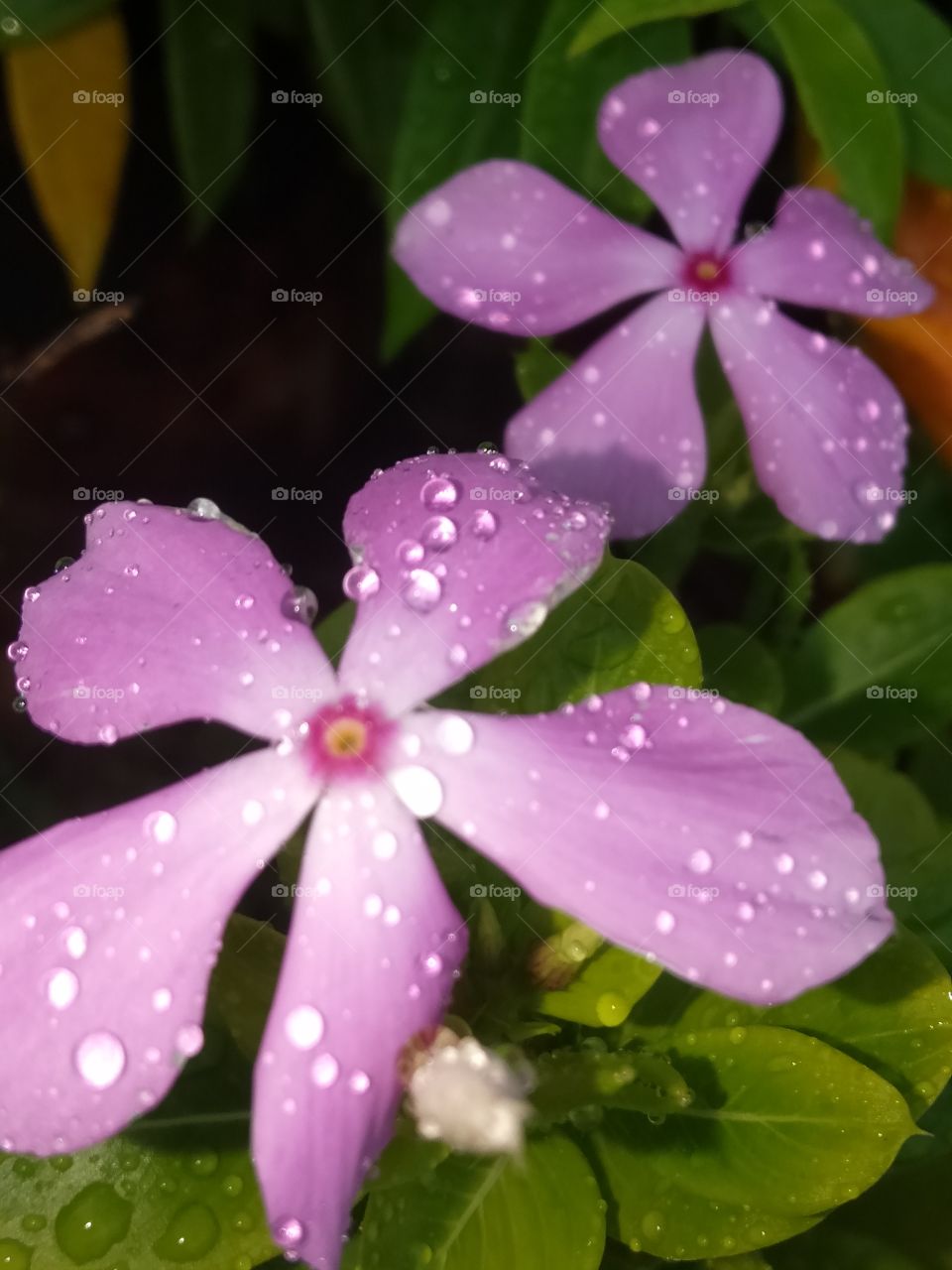 Beautiful flower with water droplets