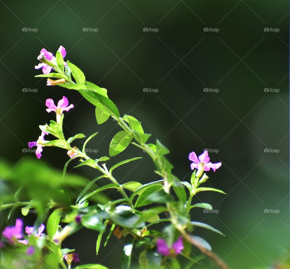 tiny pink flowers shinning in the soft morning sunlight