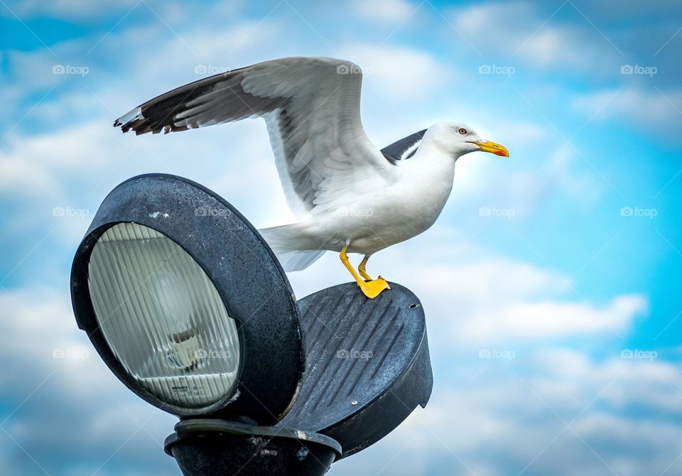 Birdwatching