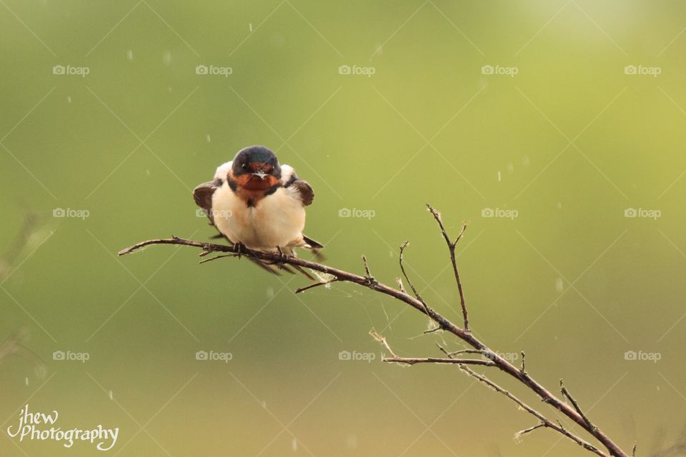 Barn Swallow