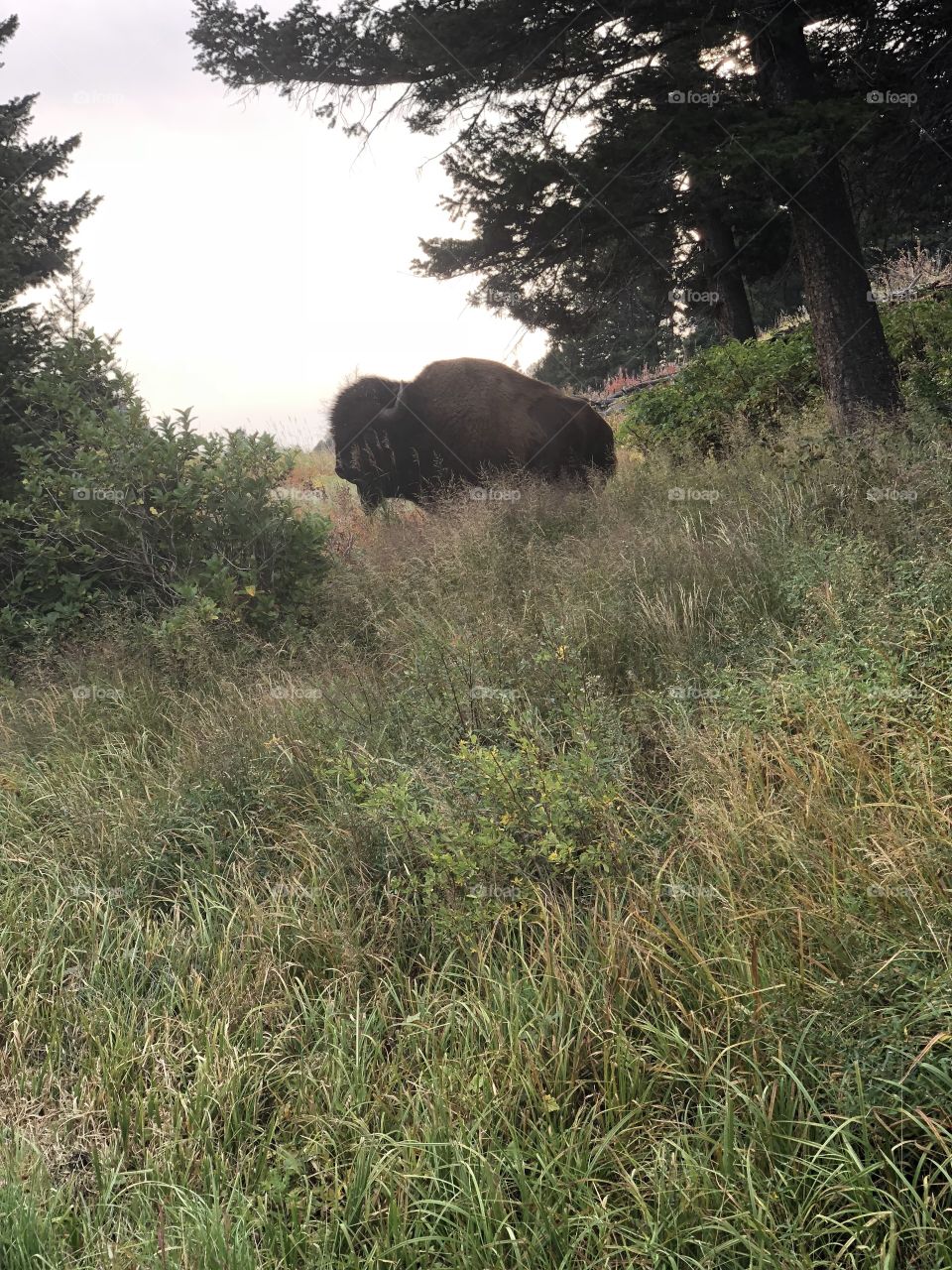 Buffalo on a hillside in Yellowstone