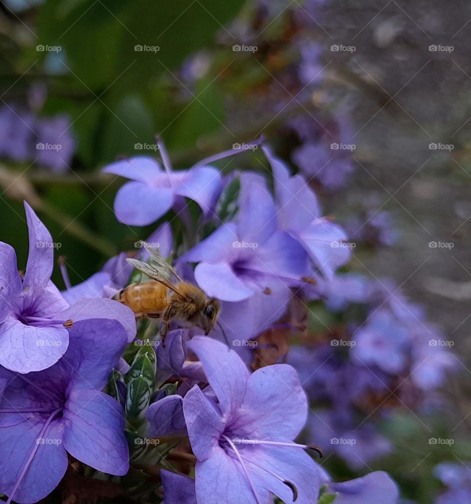 Honeybee on Purple Flowers