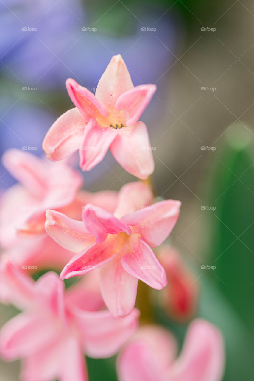 Pink flowers