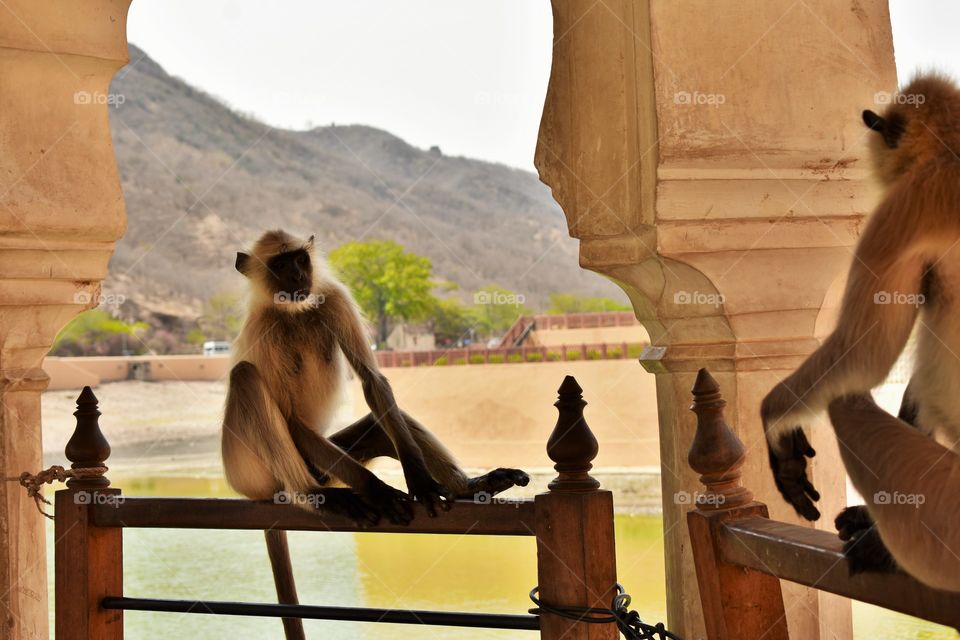 black monkey relaxing at amer fort in jaipur rajisthan