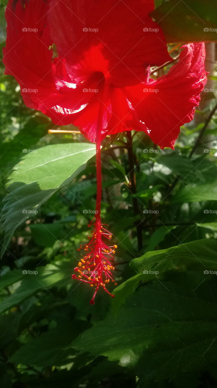 GARDEN FLOWERS HIBISCUS NATURE