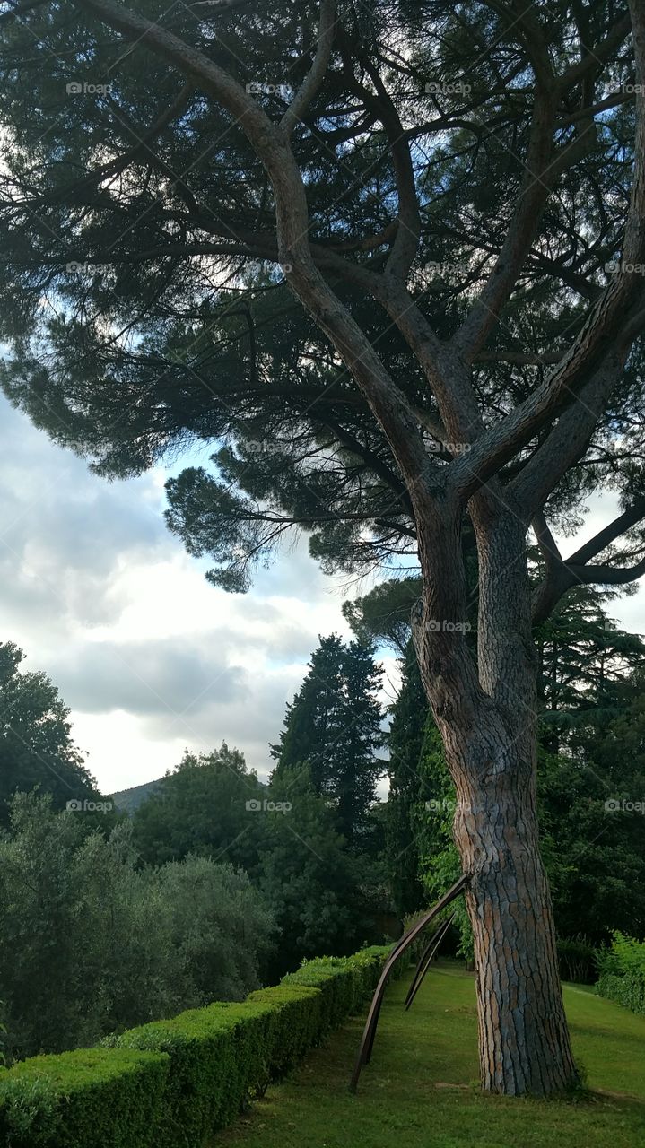 Grand tree in the garden at the Villa!