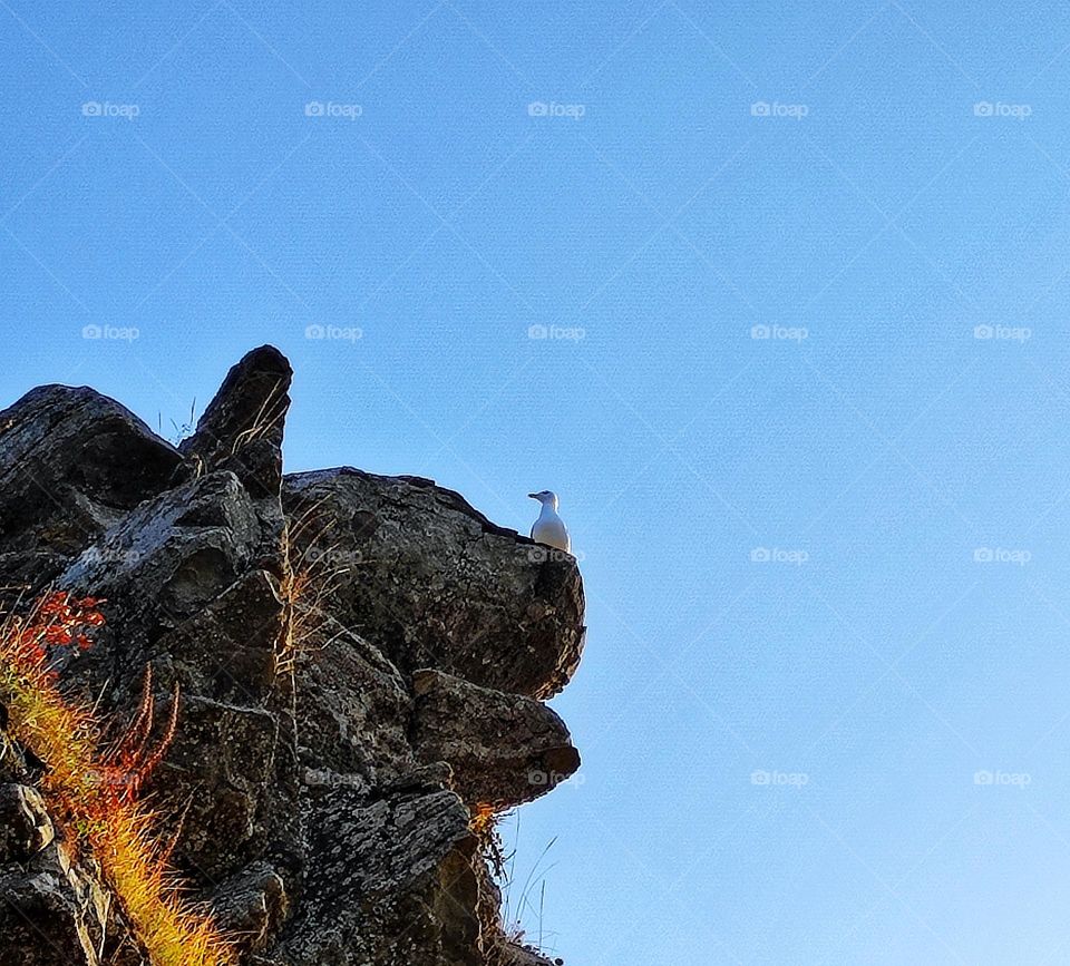 A photo of a seagull sitting on a rock captured from underneath in the clear sky