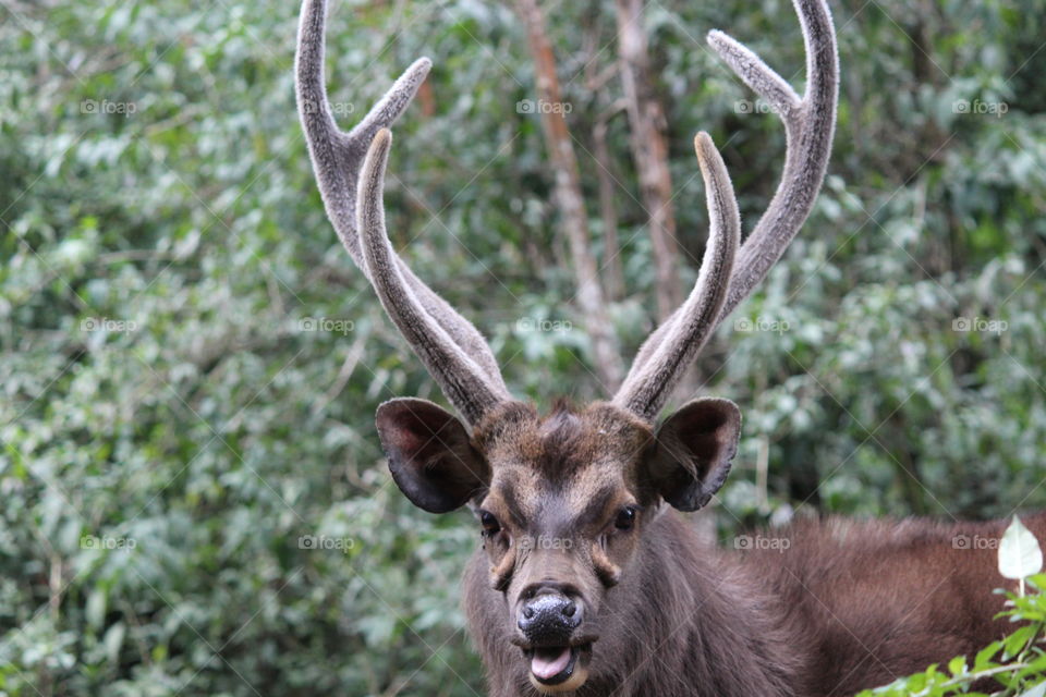 Rusa Unicolor (Sambar Deer)