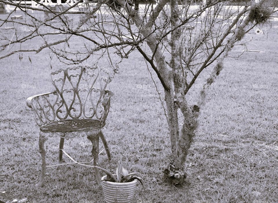 An ornate iron bench sitting under a leafless small oak tree and next to a potted plant in black and white