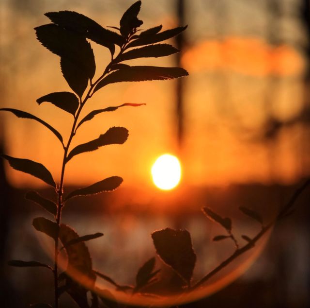 The Last Glimpse Of Sun Behind Trees Photography
