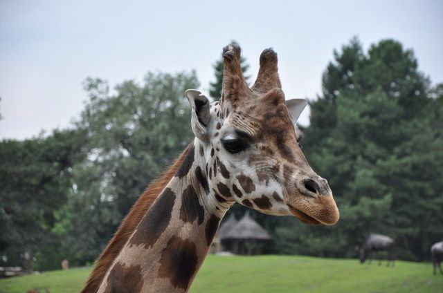 Head Giraffe.