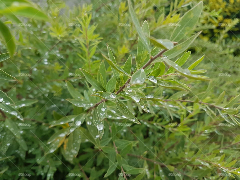green raindrops