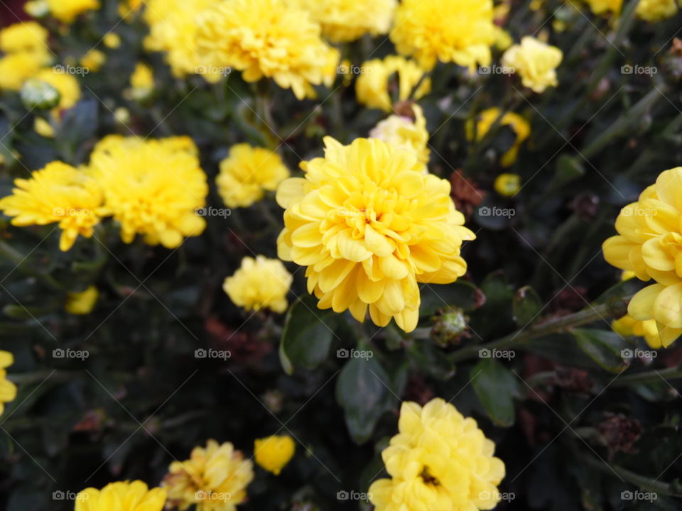 popcorn daisies. This is a picture of some yellow flowers.