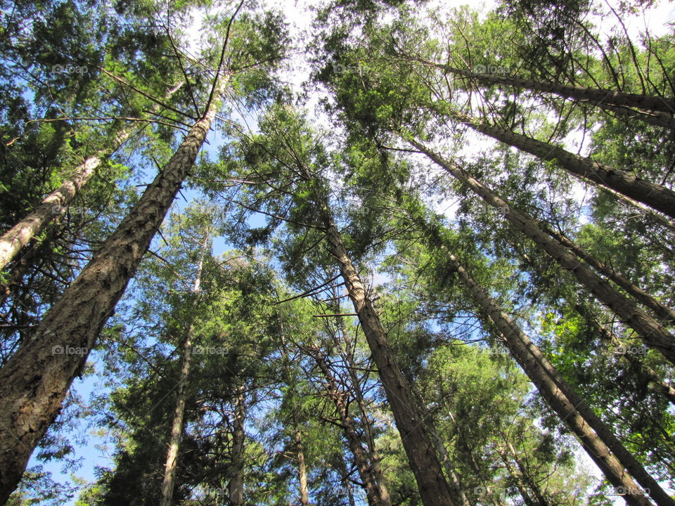 The trees grow really, really tall on the West Coast!